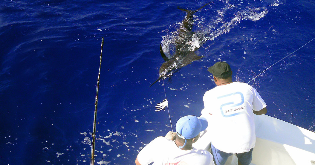 Black Marlin coming in