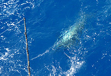 Sailfish caught in Aquila