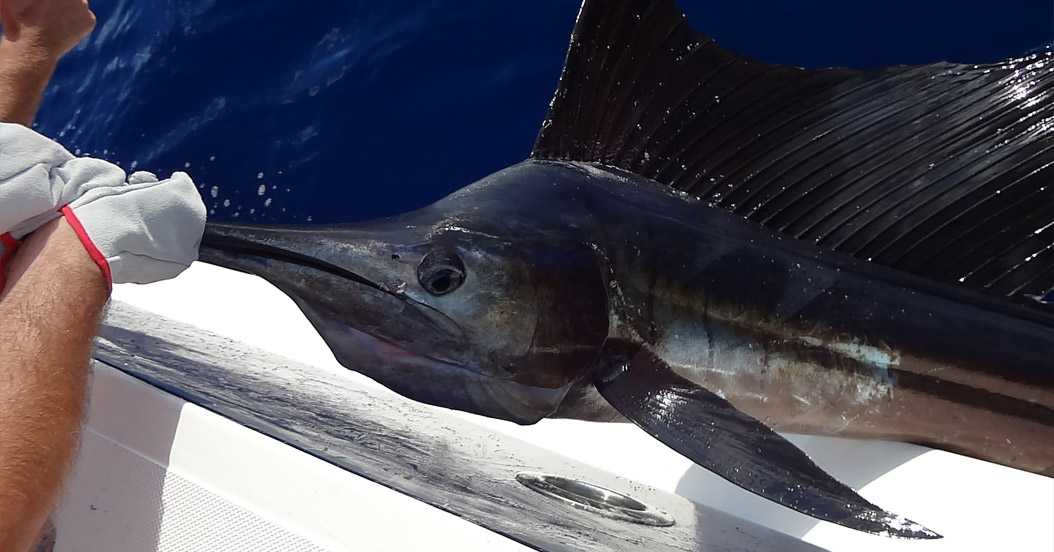 Sailfish caught on the Sudan Bank