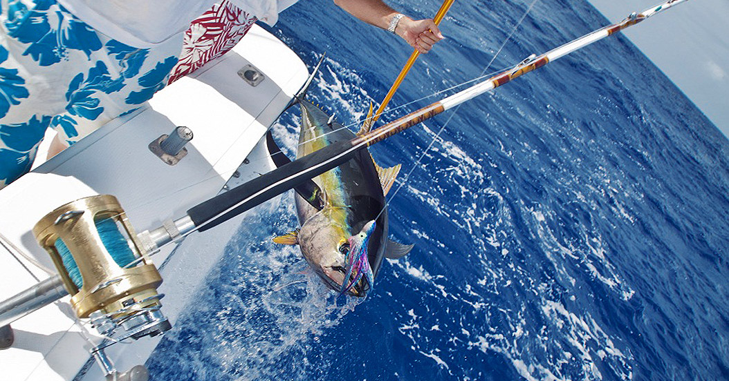 40 pounds Yellow Fin Tuna caught on Aquila