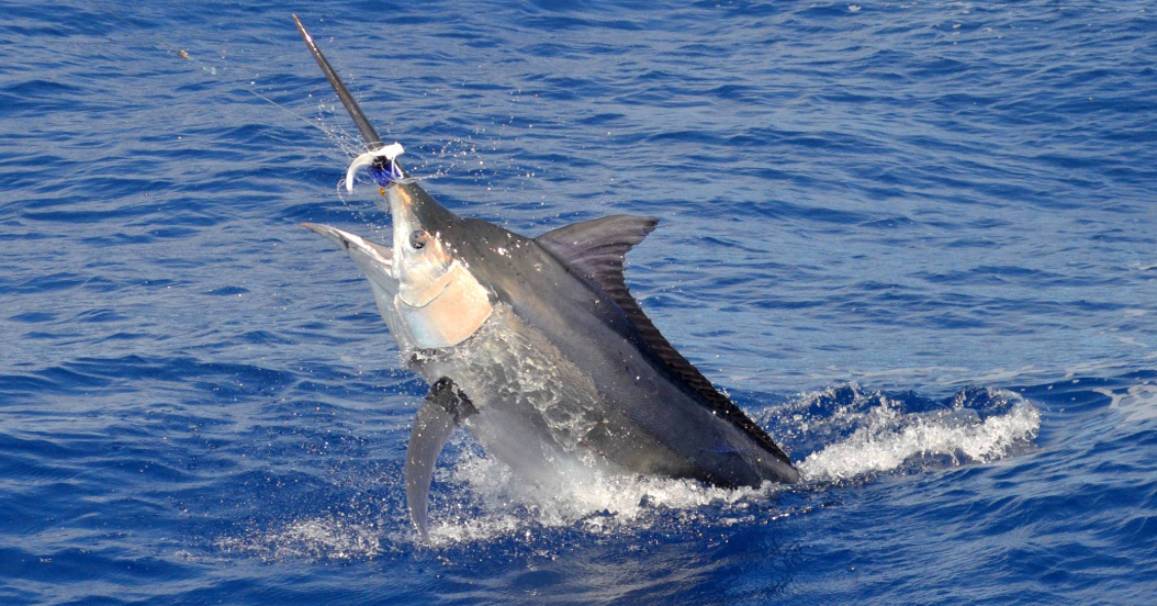 Nice Sailfish on Aquila